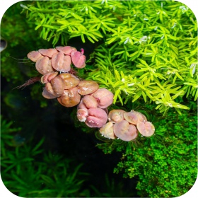 Phyllanthus Fluitans 'Red Root Floater'