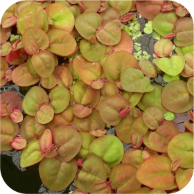 Eco Plant - Phyllanthus Fluitans 'Red Root Floater'