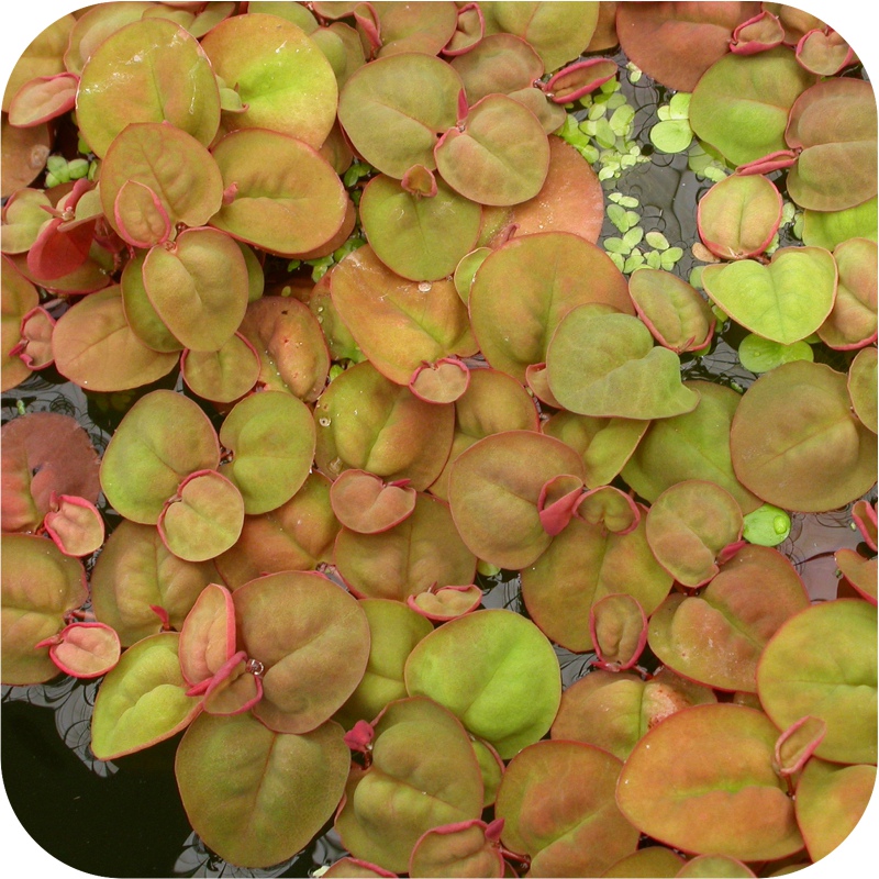 Eco Plant - Red Root Floater