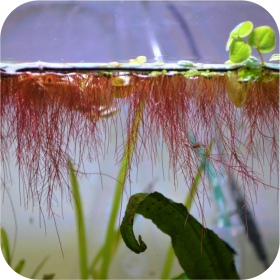 Phyllanthus Fluitans 'Red Root Floater'