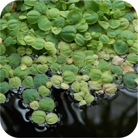 Eco Plant - Phyllanthus Fluitans 'Red Root Floater'