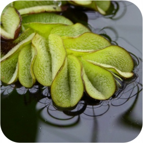 Eco Plant Salvina Natans - Floating Plant