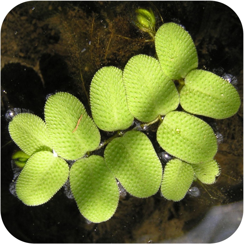 Eco Plant Salvina Natans - Floating Plant