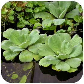 Eco Plant Pistia Stratiotes - kelluva kasvi