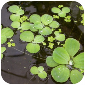 Eco Plant Pistia Stratiotes