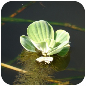 Eco Plant Pistia Stratiotes