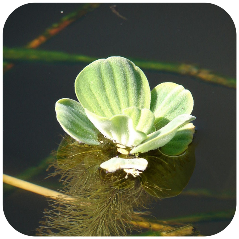 Pistia Stratiotes - Pianta galleggiante