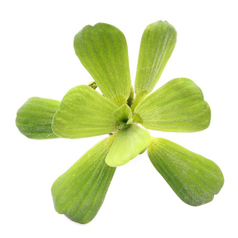 Eco Plant Pistia Stratiotes - aquarium plant