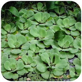 Eco Plant Pistia Stratiotes - kelluva kasvi