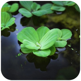 Eco Plant Pistia Stratiotes - roślina akwariowa