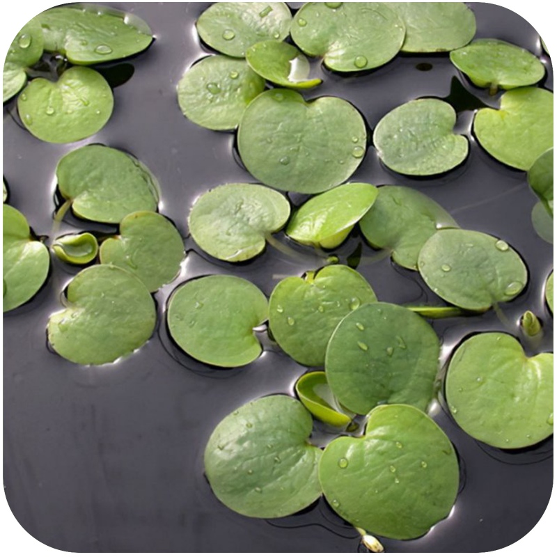 Eco Plant Limnobium Spongia - Floating Plant