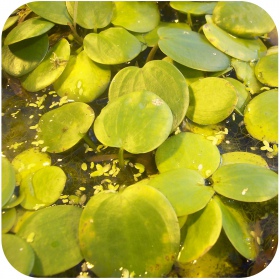 Eco Plant Limnobium Spongia - Floating Plant