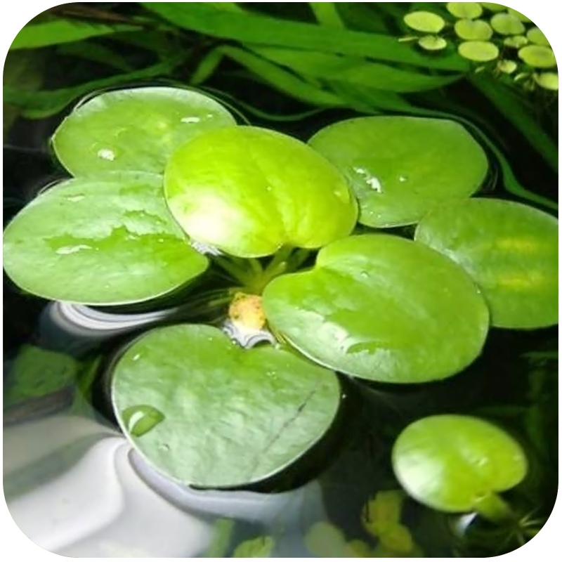 Eco Plant Limnobium Spongia - Floating Plant