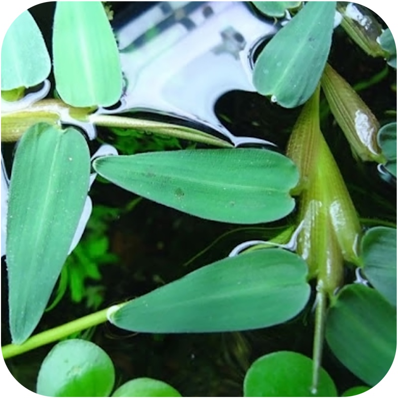 Eco Plant Hygroryza Aristata - floating plant