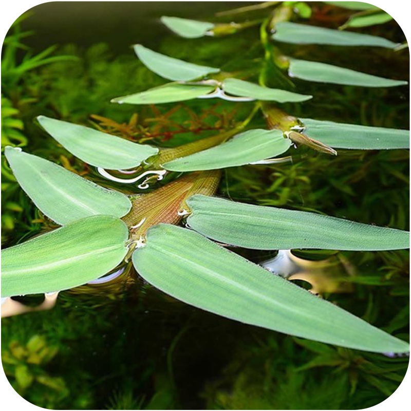 Eco Plant Hygroryza Aristata - floating plant