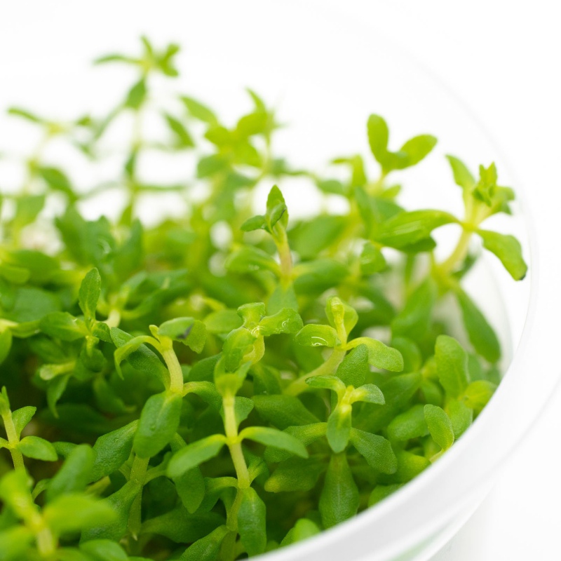 Eco Plant Limnophila Scrophulariaceae invitro