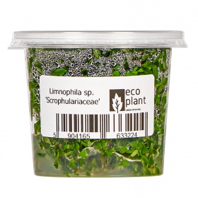 Limnophila Scrophulariaceae - unik stjälkväxt