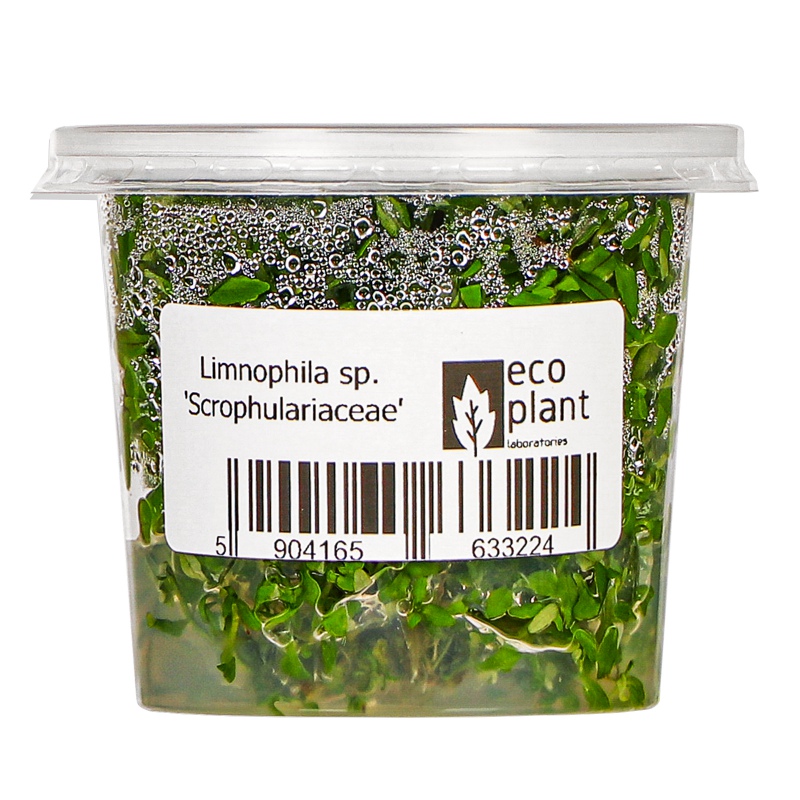 Limnophila Scrophulariaceae en pequeño vaso