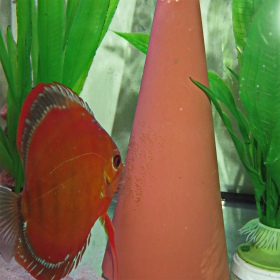 JBL DisCon - Breeding Cone for Discus Fish