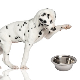 Lupipets: Metal Bowl for Dog 0.47L