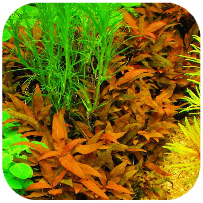 Eco Plant Easy Set 4+1 for vibrant aquariums