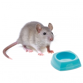 Savic Rodent Bowl for Mice & Hamsters