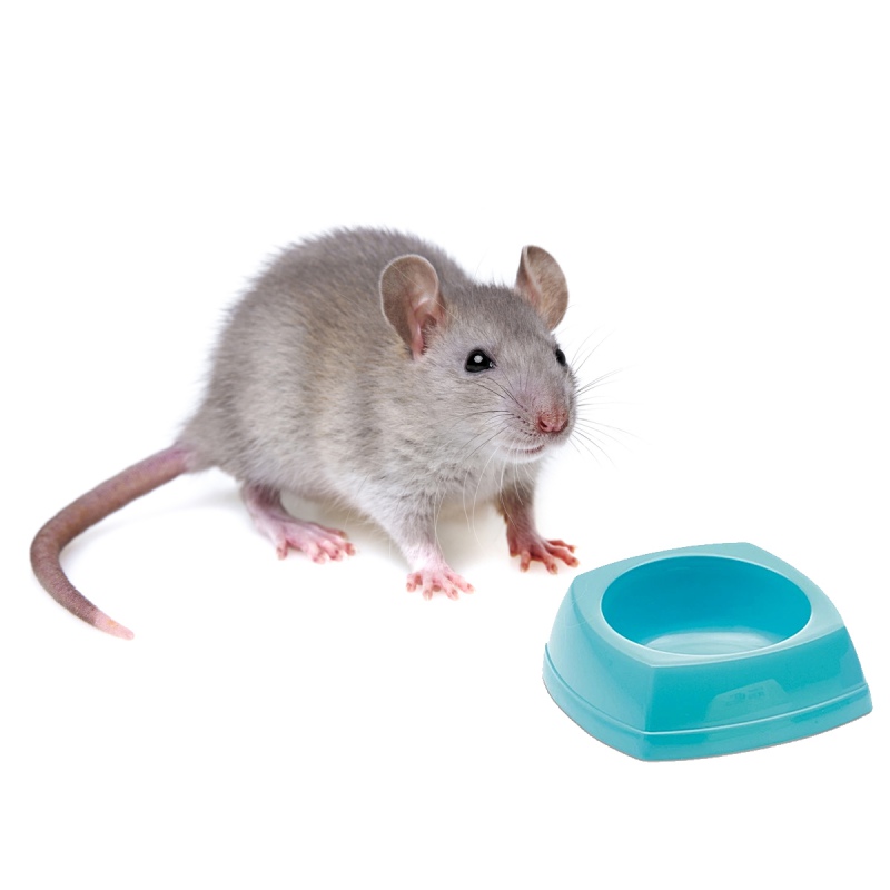 Savic Rodent Bowl - Miska pro hlodavce 8x8x3,5cm