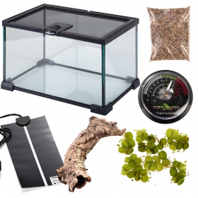 Ensemble Grenouille et Crapaud - Kit Terrarium