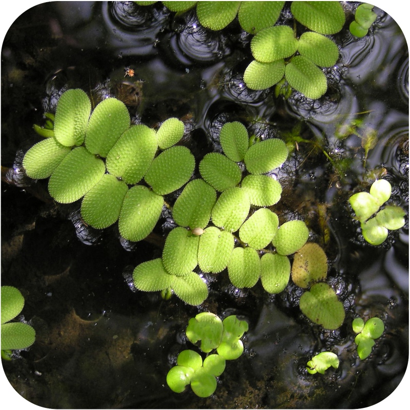 Set di piante facili da coltivare per acquario