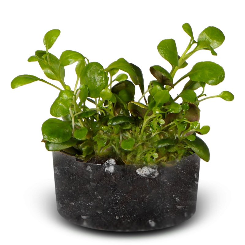 Eco Plant Lobelia Mini - 2x Invitro