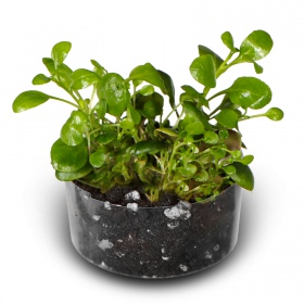 Eco Plant Lobelia Mini - 2x Invitro