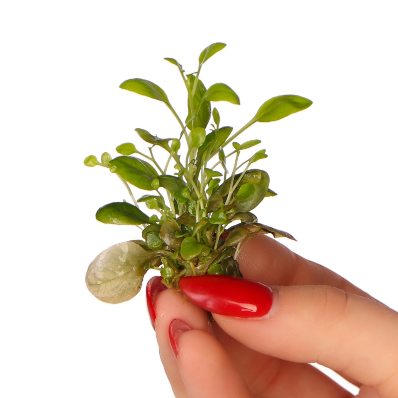 Lobelia Cardinalis 'mini' - Planta in vitro