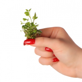 Eco Lobelia Cardinalis Mini plant - 2 cuttings