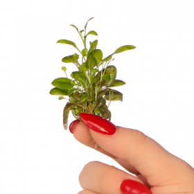 Lobelia Cardinalis 'mini' - Planta in vitro