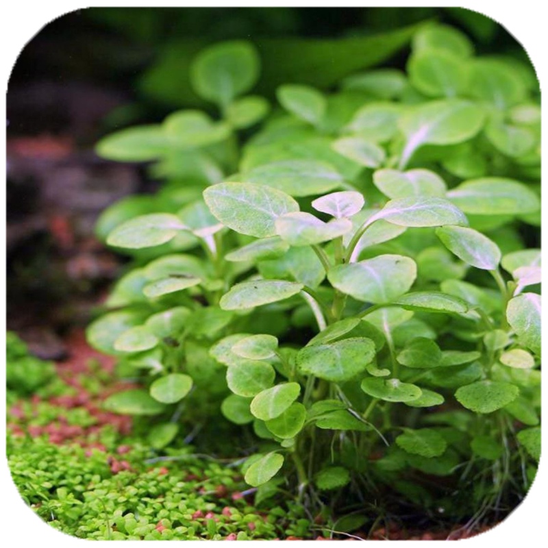 Eco Lobelia Cardinalis Mini plant - 2 cuttings