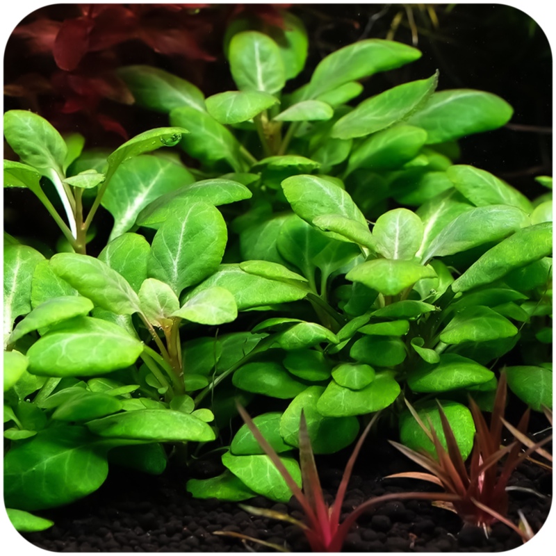 Eco Lobelia Cardinalis Mini plant - 2 cuttings