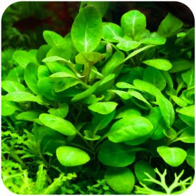 Lobelia Cardinalis 'mini' - Planta in vitro