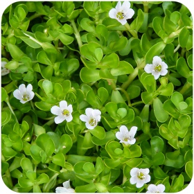 Bacopa Monnieri - pianta invitro per acquari