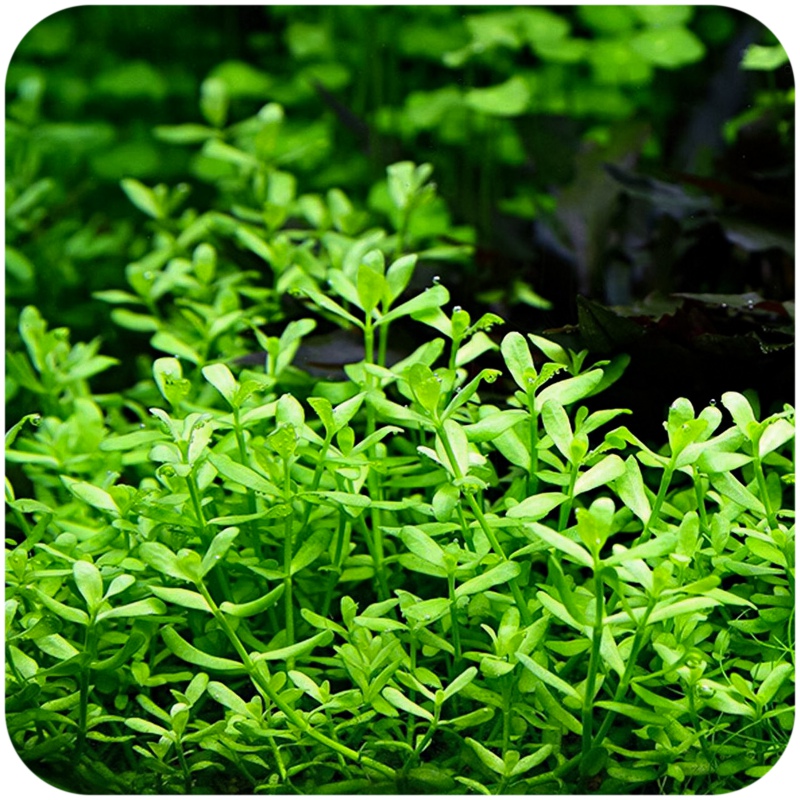 Eco Plant Bacopa Monnieri in vitro