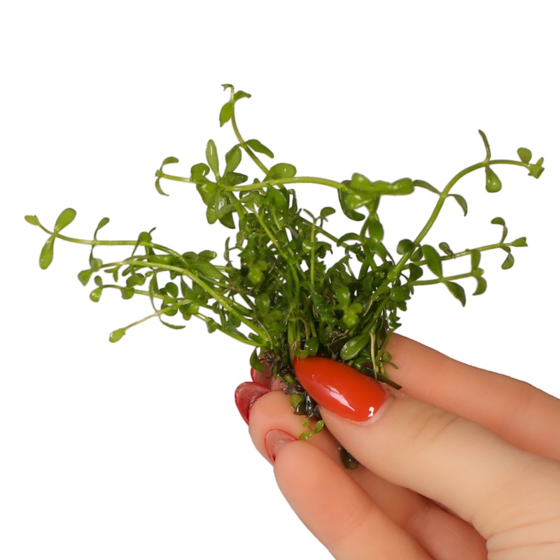 Eco Plant Bacopa Monnieri - 10 In-vitro-Pflanzen