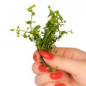 Eco Plant Bacopa Monnieri in vitro