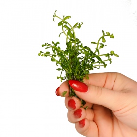 Eco Plant Bacopa Monnieri - рослина invitro