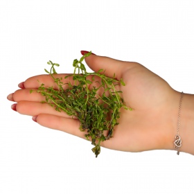 Eco Plant Bacopa Monnieri - roślina invitro 10 sztuk