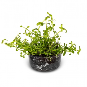 Eco Plant Bacopa Monnieri - roślina invitro 10 sztuk