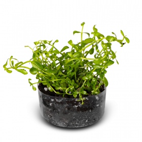 Eco Plant Bacopa Monnieri - roślina invitro 10 sztuk