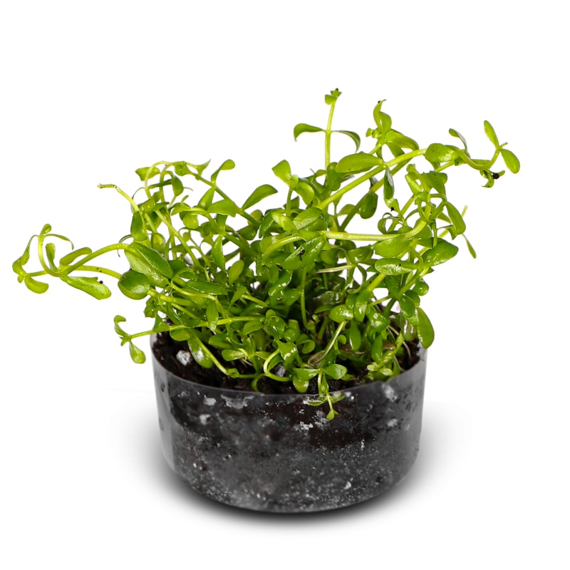 Eco Plant Bacopa Monnieri - 10 In-vitro-Pflanzen