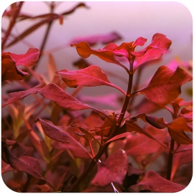 Ludwigia Super Red in vitro plant