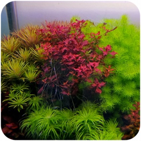 Eco Plant Ludwigia Super Red - roślina invitro 10 sztuk