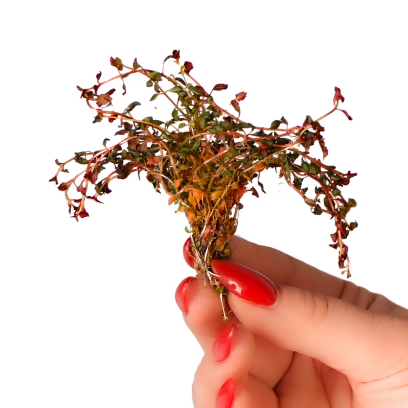 Ludwigia Super Red in vitro plant