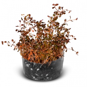 Eco Plant Ludwigia Super Red - roślina invitro 10 sztuk